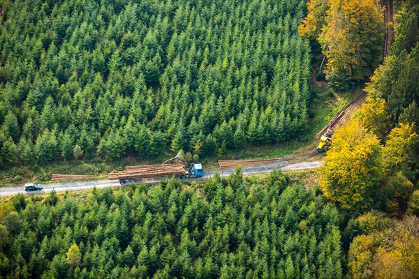 Forest workers