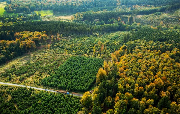 Forest workers