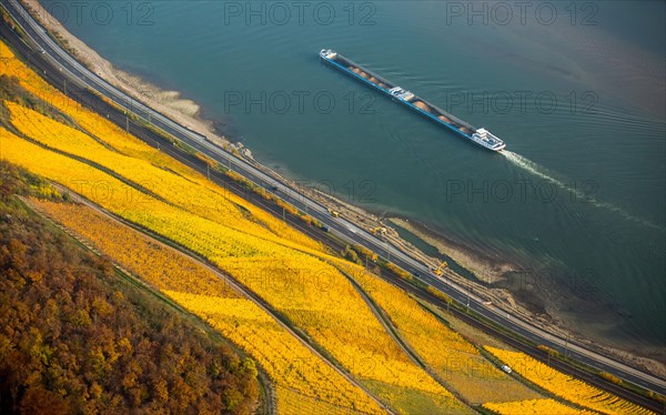 Vineyards in autumn