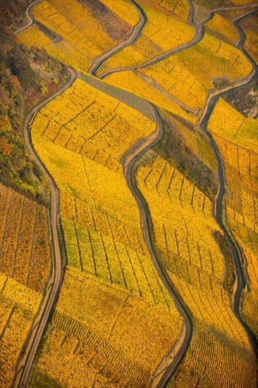 Steep vineyards in autumn