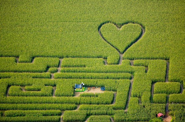 Labyrinth with a heart in the cornfield