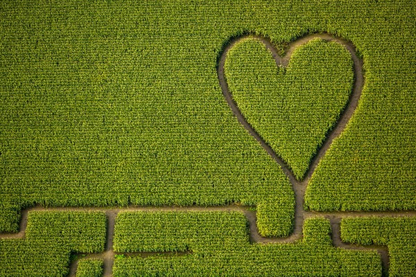 Labyrinth with a heart in the cornfield