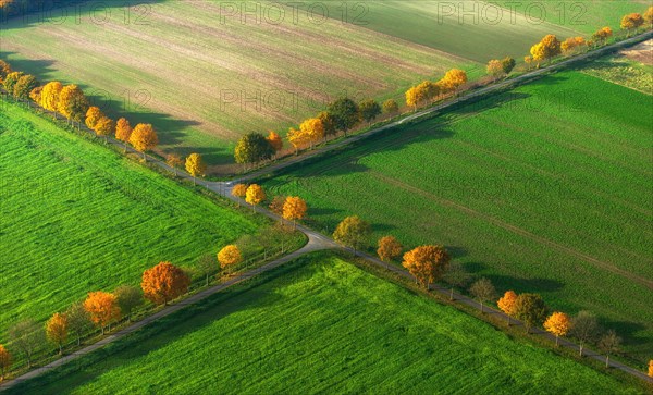 Avenue in autumn