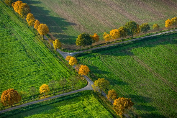 Avenue in autumn