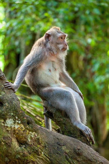 Crab-eating macaque