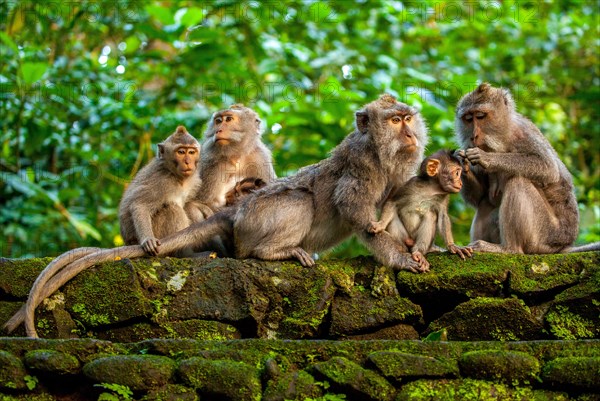 Crab-eating macaque