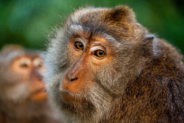 Long-tailed macaque