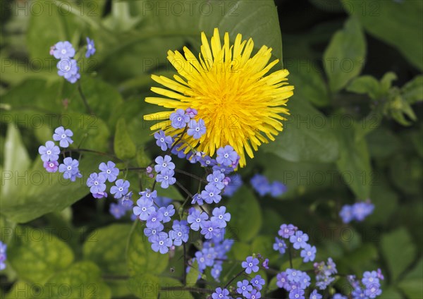 Common dandelion