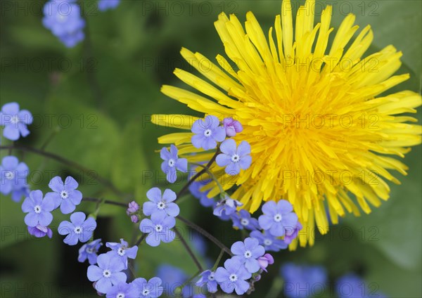 Common dandelion