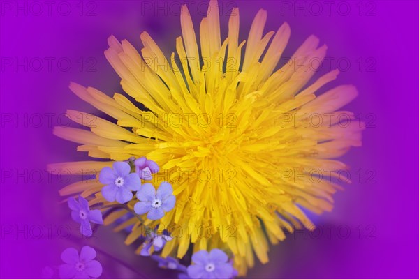 Common dandelion