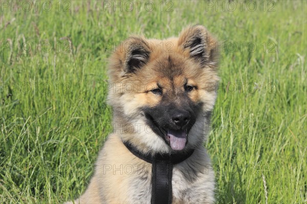 Eurasier puppy