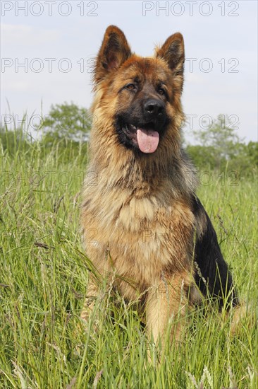 Old German Shepherd Dog