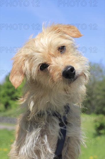 Terrier Dachshund crossbreed