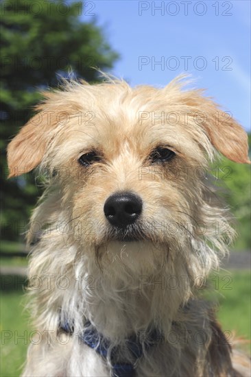 Terrier Dachshund crossbreed