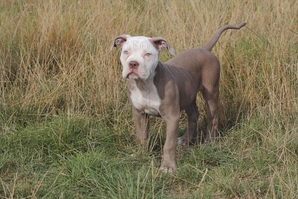 Old English Bulldog