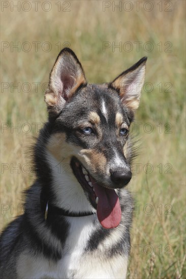 Malamute Podenco mixed-breed dog