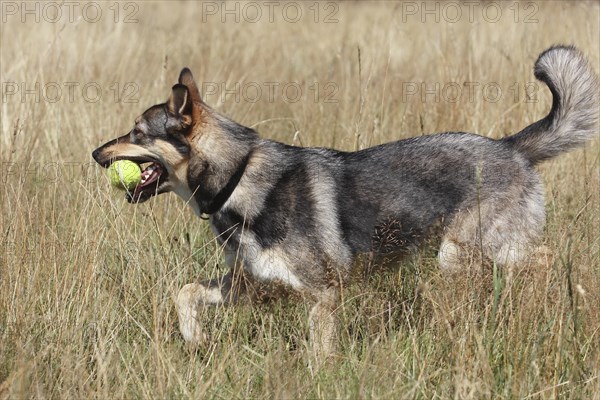 Malamute Podenco mixed-breed dog