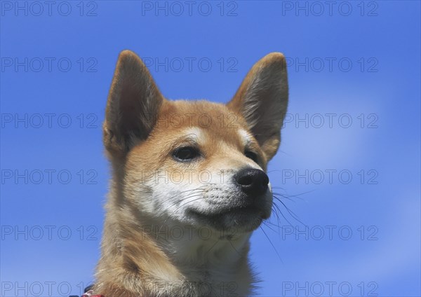 Shiba Inu