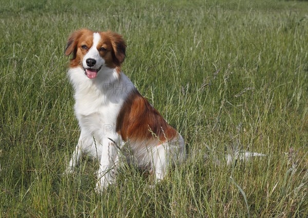 Kooikerhondje dog