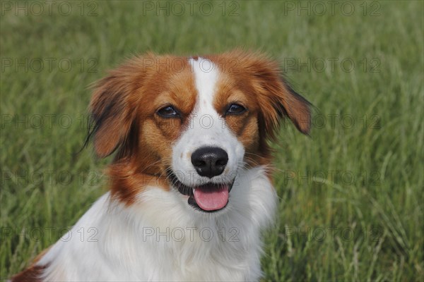 Kooikerhondje dog