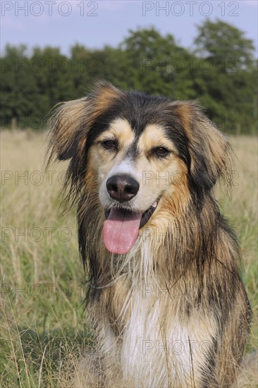 Siberian Husky Malamute mixed breed