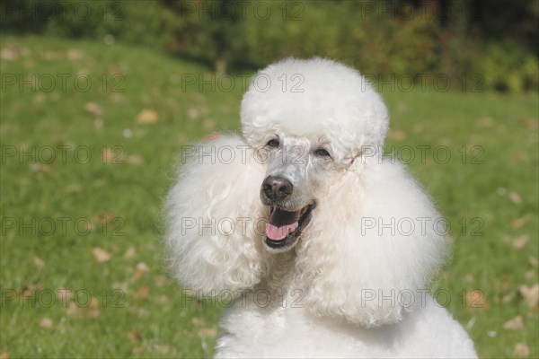 Standard Poodle