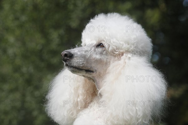 Standard Poodle