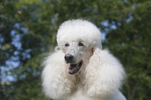 Standard poodle