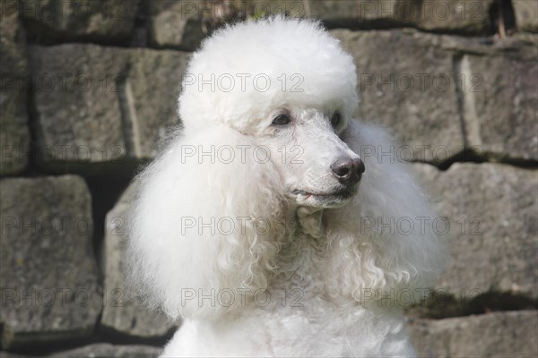 Standard poodle