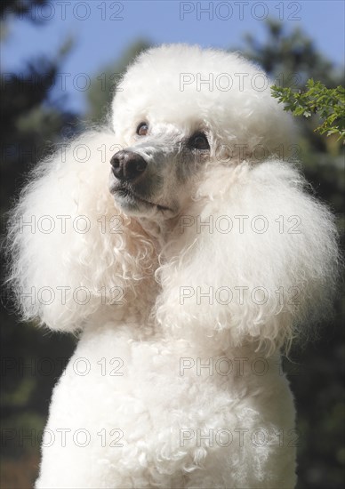 Standard poodle