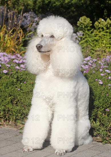 Standard poodle