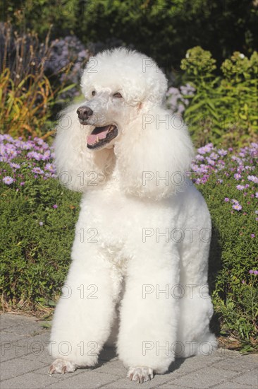 Standard poodle