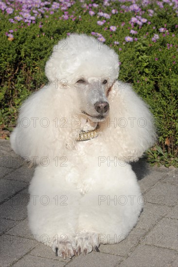 Standard poodle