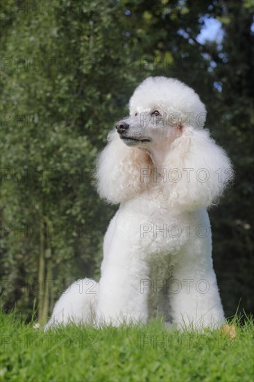 Standard poodle