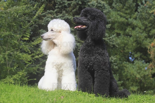 Standard Poodle