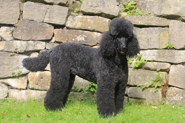 Standard poodle