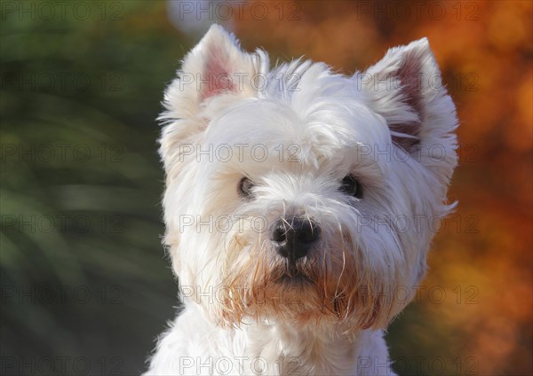 West Highland White Terrier