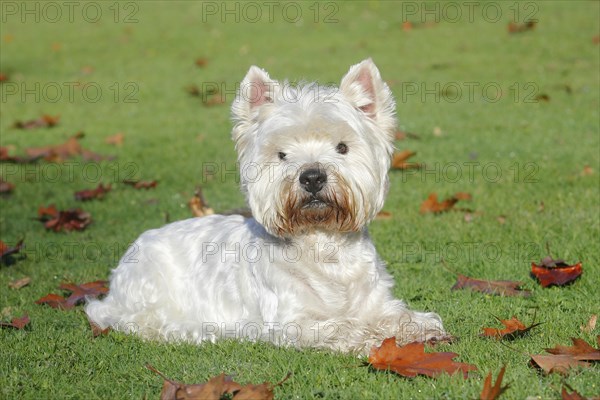 West Highland White Terrier