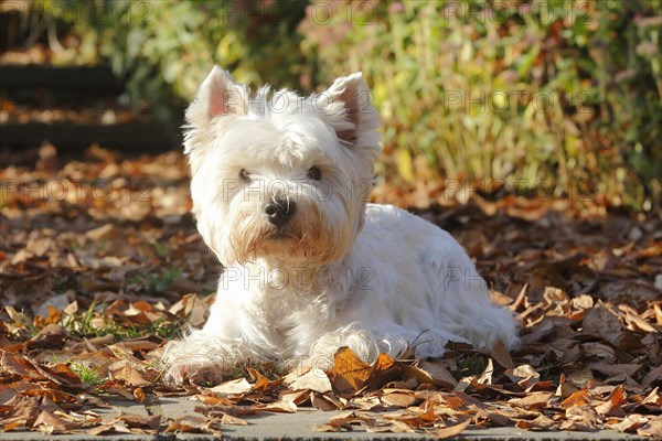 West Highland White Terrier