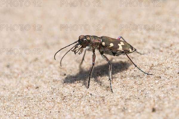 Northern dune tiger beetle