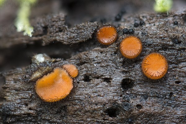 Scutellinia