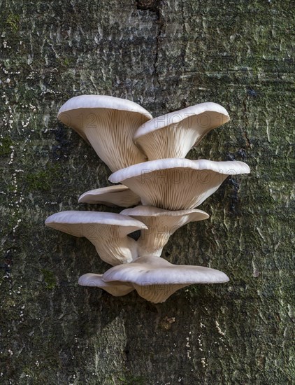 Oyster mushroom