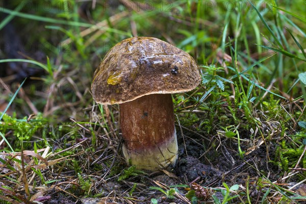 Dotted stem bolete