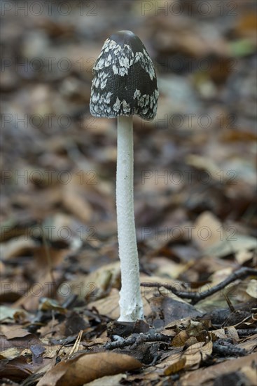 Coprinus picaceus