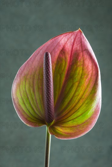 Flamingo flower