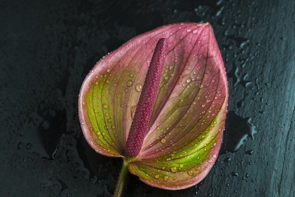 Flamingo flower