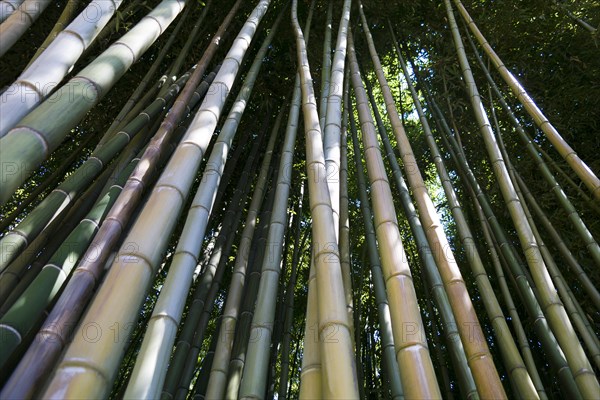 Bamboo forest