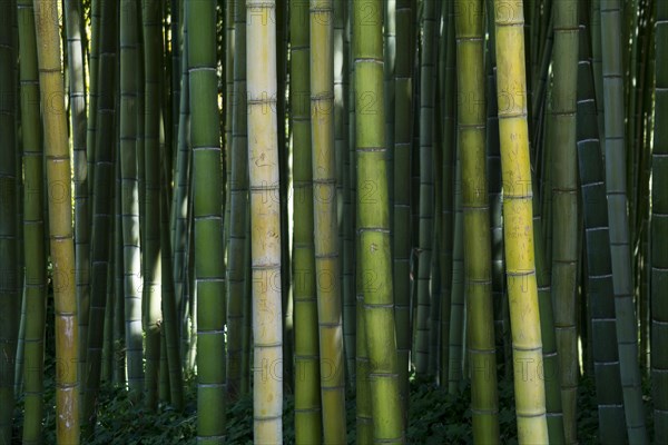 Bamboo forest