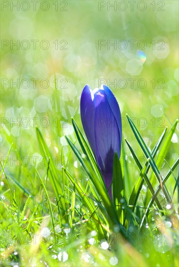 Blue crocus