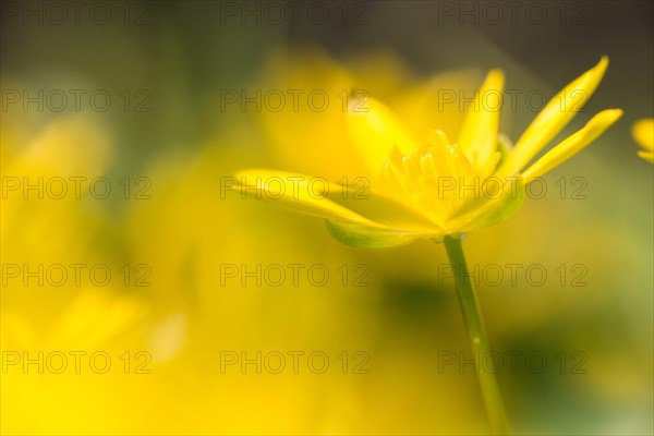 Lesser celandine